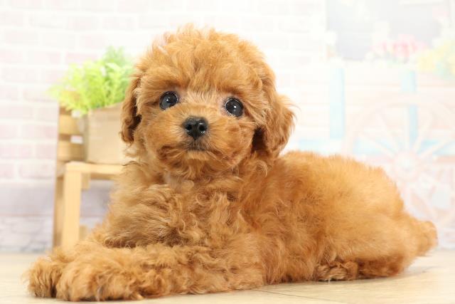 愛知県のトイプードル(ティーカップ) (Coo&RIKU東海店/2025年11月4日生まれ/女の子/レッド)の子犬の3枚目の画像