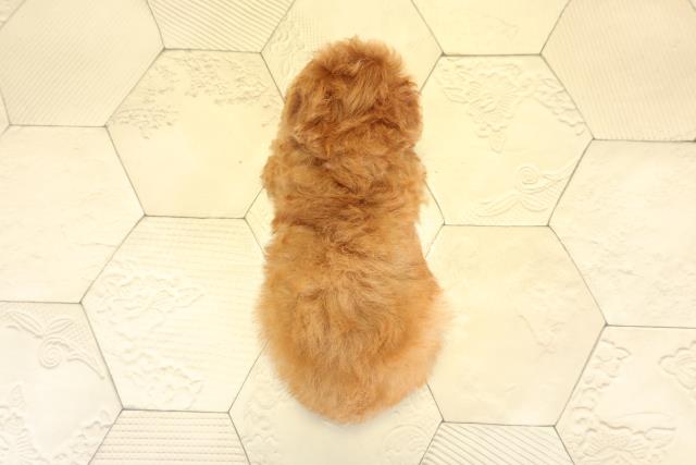 愛知県のトイプードル(ティーカップ) (Coo&RIKU東海店/2025年11月4日生まれ/女の子/レッド)の子犬の4枚目の画像