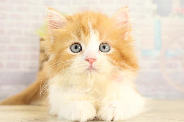 愛知県のスコティッシュフォールド (Coo&RIKU名古屋中川店/2025年11月8日生まれ/女の子/レッドタビーホワイト)の子猫の1枚目の画像