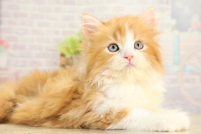 愛知県のスコティッシュフォールド (Coo&RIKU名古屋中川店/2025年11月8日生まれ/女の子/レッドタビーホワイト)の子猫の2枚目の画像