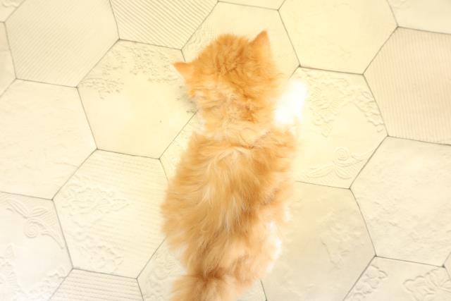 愛知県のスコティッシュフォールド (Coo&RIKU名古屋中川店/2025年11月8日生まれ/女の子/レッドタビーホワイト)の子猫の4枚目の画像