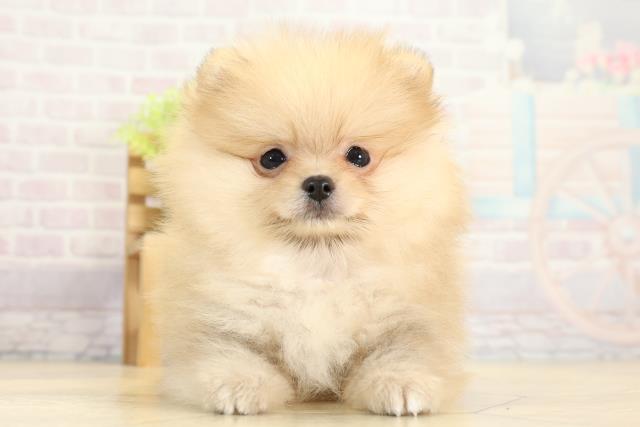愛知県のポメラニアン (Coo&RIKU名古屋中川店/2025年11月8日生まれ/女の子/クリームセーブル)の子犬の1枚目の画像