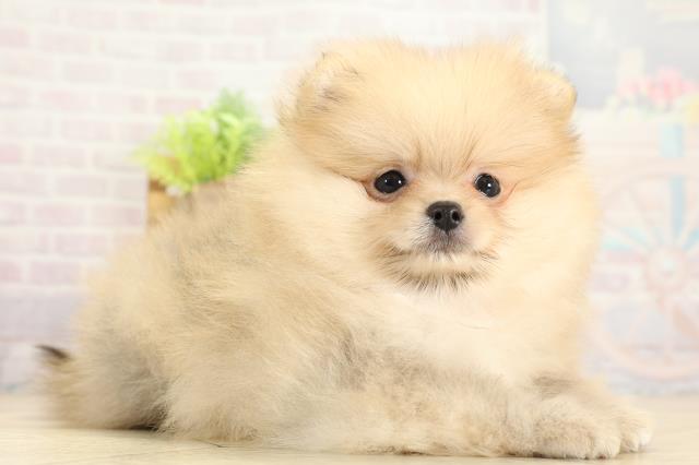 愛知県のポメラニアン (Coo&RIKU名古屋中川店/2025年11月8日生まれ/女の子/クリームセーブル)の子犬の2枚目の画像