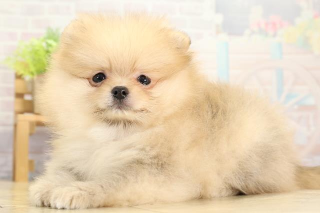 愛知県のポメラニアン (Coo&RIKU名古屋中川店/2025年11月8日生まれ/女の子/クリームセーブル)の子犬の3枚目の画像