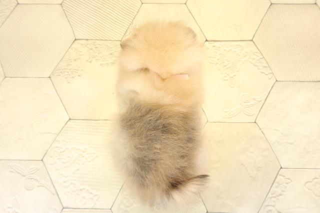 愛知県のポメラニアン (Coo&RIKU名古屋中川店/2025年11月8日生まれ/女の子/クリームセーブル)の子犬の4枚目の画像