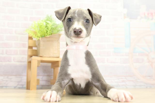 イタリアングレーハウンド