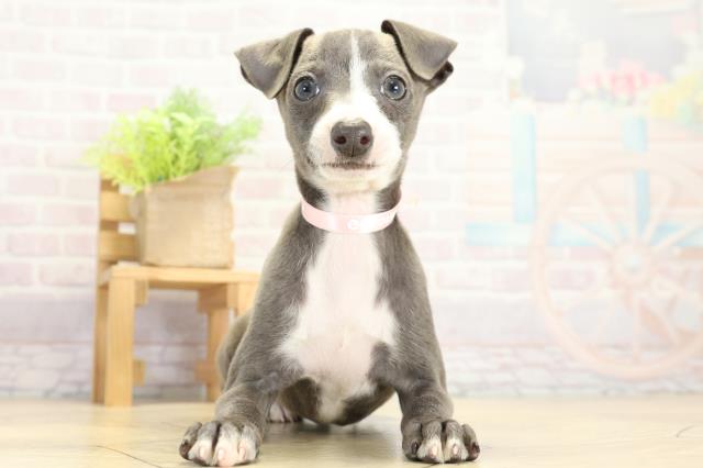 愛知県のイタリアングレーハウンド (Coo&RIKU東海店/2025年11月8日生まれ/女の子/ブルーホワイト)の子犬の1枚目の画像