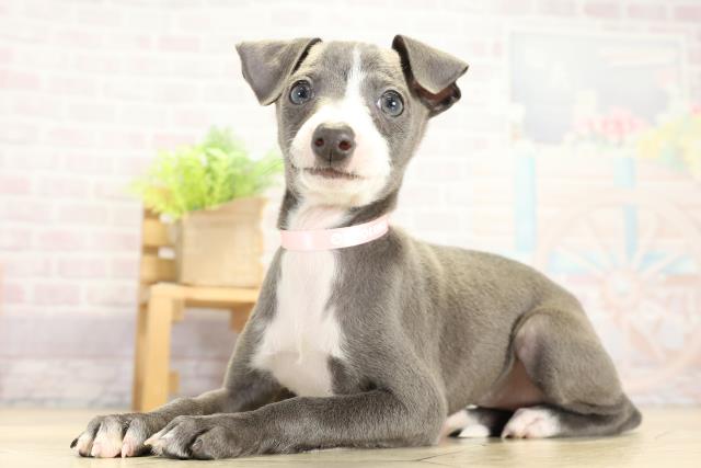 愛知県のイタリアングレーハウンド (Coo&RIKU東海店/2025年11月8日生まれ/女の子/ブルーホワイト)の子犬の3枚目の画像