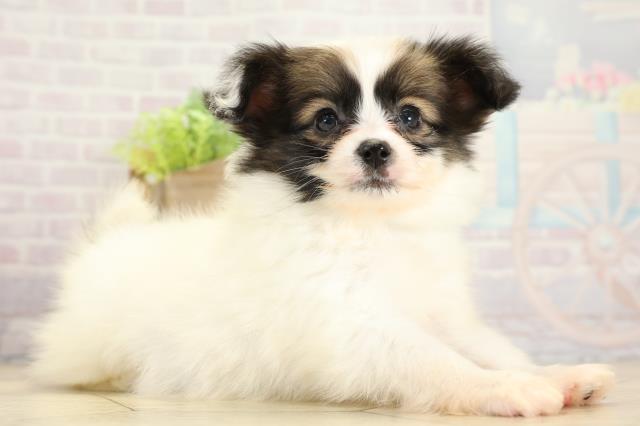 愛知県のパピヨン (Coo&RIKU岡崎店/2025年11月8日生まれ/男の子/ホワイトブラウン)の子犬の2枚目の画像