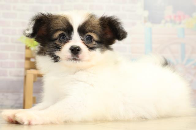 愛知県のパピヨン (Coo&RIKU岡崎店/2025年11月8日生まれ/男の子/ホワイトブラウン)の子犬の3枚目の画像