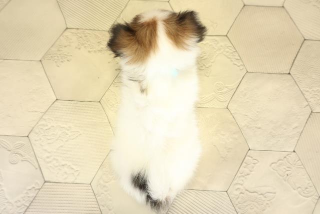 愛知県のパピヨン (Coo&RIKU岡崎店/2025年11月8日生まれ/男の子/ホワイトブラウン)の子犬の4枚目の画像