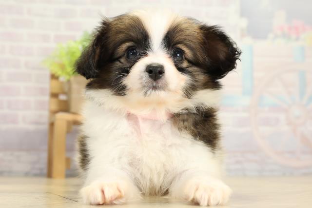 愛知県のパピヨン (Coo&RIKU名古屋中川店/2025年11月8日生まれ/女の子/ホワイトブラウン)の子犬の1枚目の画像