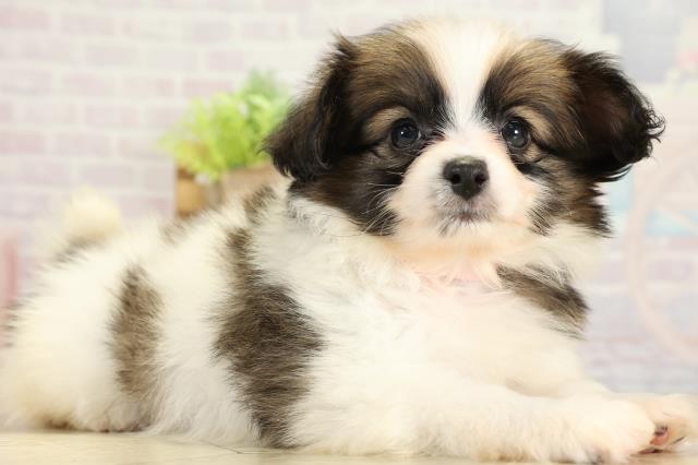 愛知県のパピヨン (Coo&RIKU名古屋中川店/2025年11月8日生まれ/女の子/ホワイトブラウン)の子犬の2枚目の画像