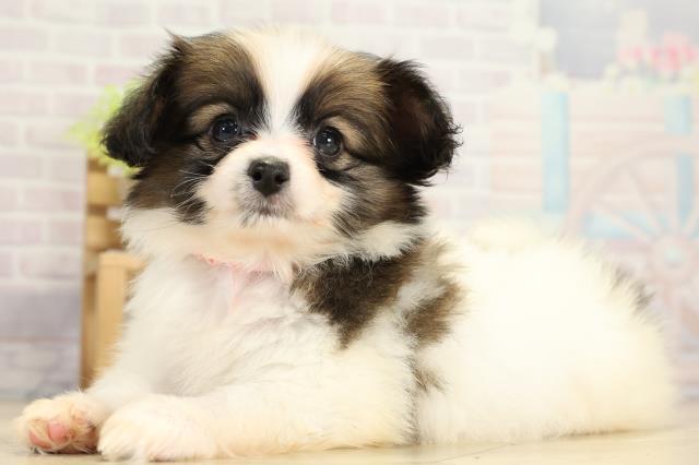 愛知県のパピヨン (Coo&RIKU名古屋中川店/2025年11月8日生まれ/女の子/ホワイトブラウン)の子犬の3枚目の画像