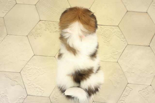 愛知県のパピヨン (Coo&RIKU名古屋中川店/2025年11月8日生まれ/女の子/ホワイトブラウン)の子犬の4枚目の画像