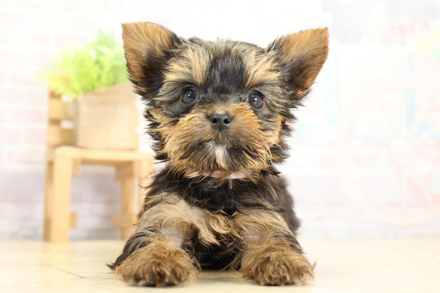 愛知県のヨークシャーテリア (Coo&RIKU豊橋店/2025年11月8日生まれ/女の子/スチールブルータン)の子犬の1枚目の画像