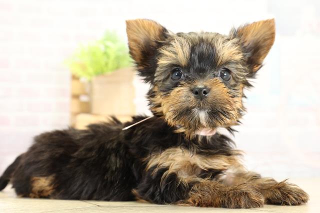 愛知県のヨークシャーテリア (Coo&RIKU豊橋店/2025年11月8日生まれ/女の子/スチールブルータン)の子犬の2枚目の画像