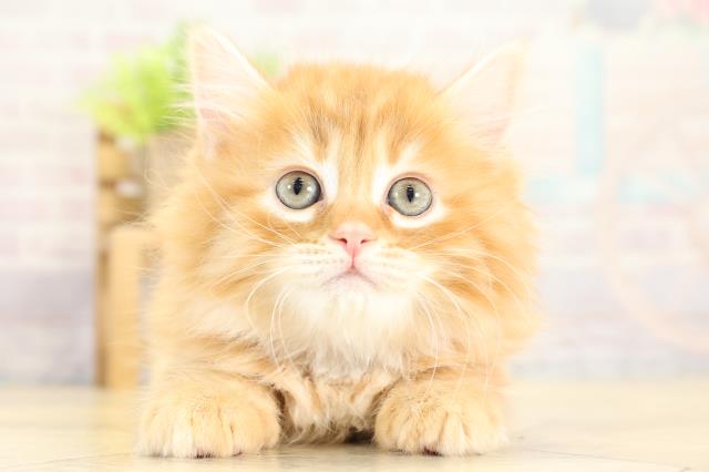 愛知県のサイベリアン (Coo&RIKU岡崎店/2025年11月8日生まれ/女の子/レッドタビー)の子猫の1枚目の画像