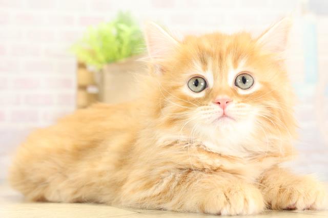 愛知県のサイベリアン (Coo&RIKU岡崎店/2025年11月8日生まれ/女の子/レッドタビー)の子猫の2枚目の画像