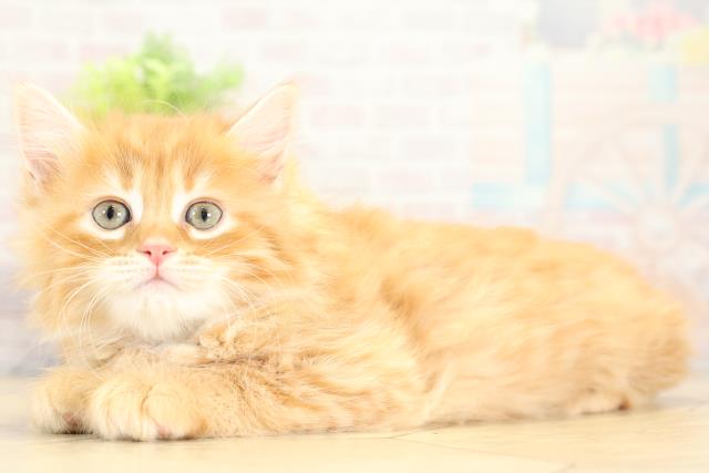 愛知県のサイベリアン (Coo&RIKU岡崎店/2025年11月8日生まれ/女の子/レッドタビー)の子猫の3枚目の画像