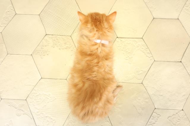 愛知県のサイベリアン (Coo&RIKU岡崎店/2025年11月8日生まれ/女の子/レッドタビー)の子猫の4枚目の画像