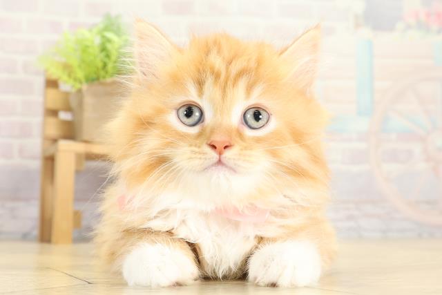 愛知県のサイベリアン (Coo&RIKU瀬港線守山店/2025年11月8日生まれ/女の子/レッドタビーホワイト)の子猫の1枚目の画像