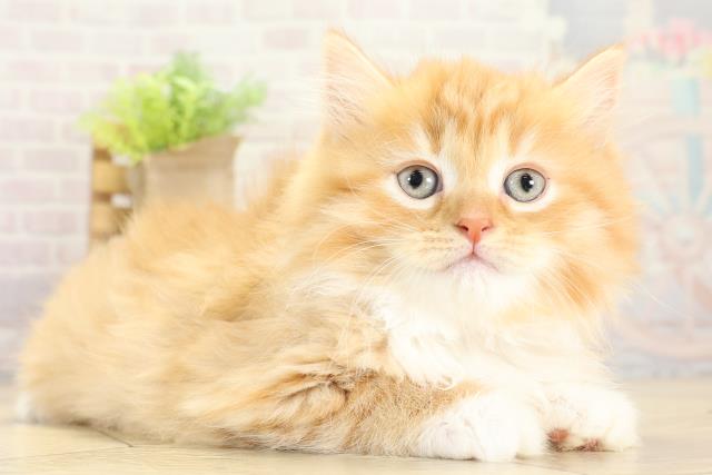 愛知県のサイベリアン (Coo&RIKU瀬港線守山店/2025年11月8日生まれ/女の子/レッドタビーホワイト)の子猫の2枚目の画像