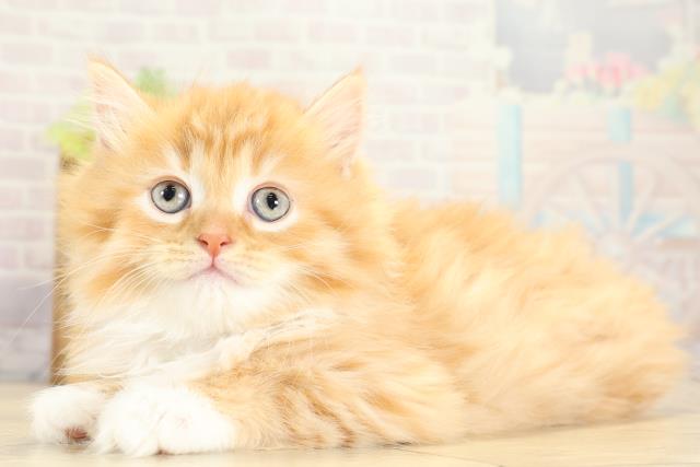 愛知県のサイベリアン (Coo&RIKU瀬港線守山店/2025年11月8日生まれ/女の子/レッドタビーホワイト)の子猫の3枚目の画像