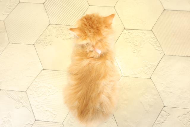 愛知県のサイベリアン (Coo&RIKU瀬港線守山店/2025年11月8日生まれ/女の子/レッドタビーホワイト)の子猫の4枚目の画像