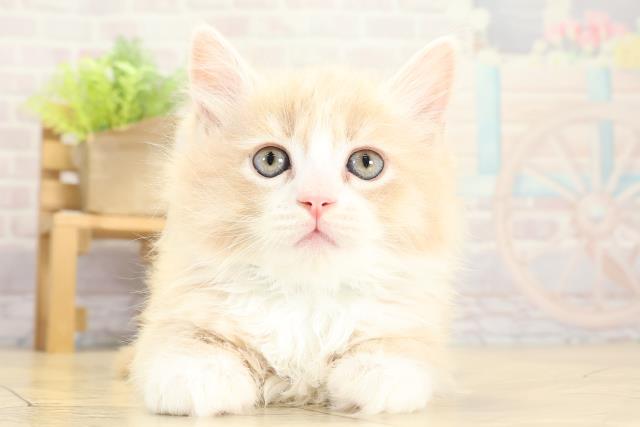 愛知県のサイベリアン (Coo&RIKU東海店/2025年11月8日生まれ/男の子/クリームタビーホワイト)の子猫の1枚目の画像