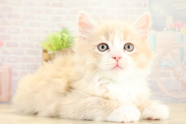 愛知県のサイベリアン (Coo&RIKU東海店/2025年11月8日生まれ/男の子/クリームタビーホワイト)の子猫の2枚目の画像