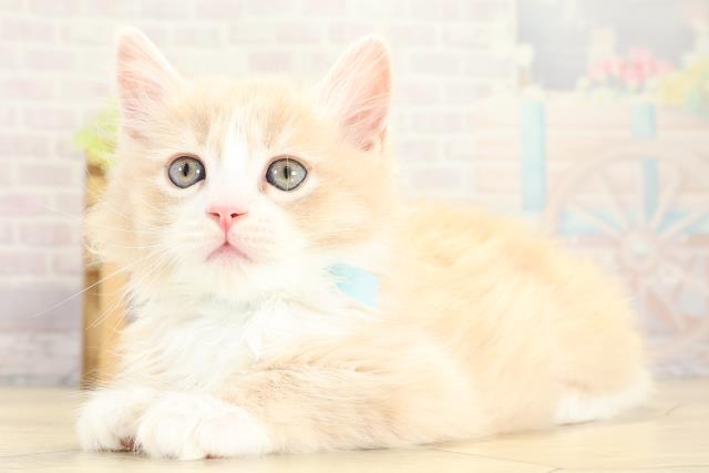 愛知県のサイベリアン (Coo&RIKU東海店/2025年11月8日生まれ/男の子/クリームタビーホワイト)の子猫の3枚目の画像