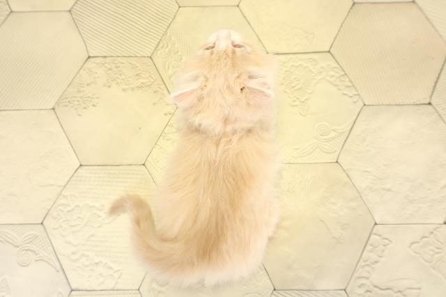 愛知県のサイベリアン (Coo&RIKU東海店/2025年11月8日生まれ/男の子/クリームタビーホワイト)の子猫の4枚目の画像