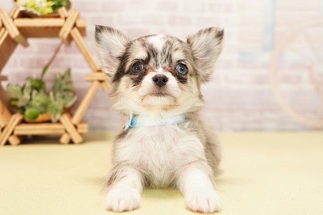 愛知県のチワワ(ロング) (Coo&RIKU名古屋中川店/2025年11月7日生まれ/男の子/ブルーマール)の子犬の1枚目の画像