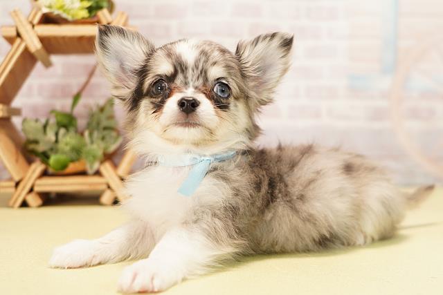 愛知県のチワワ(ロング) (Coo&RIKU名古屋中川店/2025年11月7日生まれ/男の子/ブルーマール)の子犬の3枚目の画像