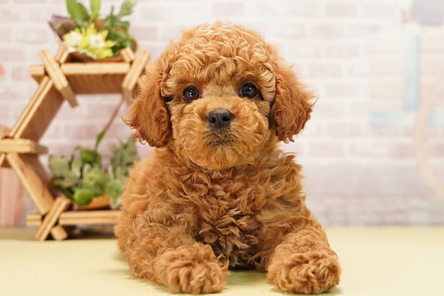 愛知県のトイプードル(トイ) (Coo&RIKU豊田店/2025年11月8日生まれ/女の子/レッド)の子犬の1枚目の画像