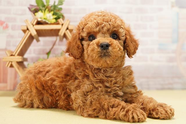 愛知県のトイプードル(トイ) (Coo&RIKU豊田店/2025年11月8日生まれ/女の子/レッド)の子犬の2枚目の画像