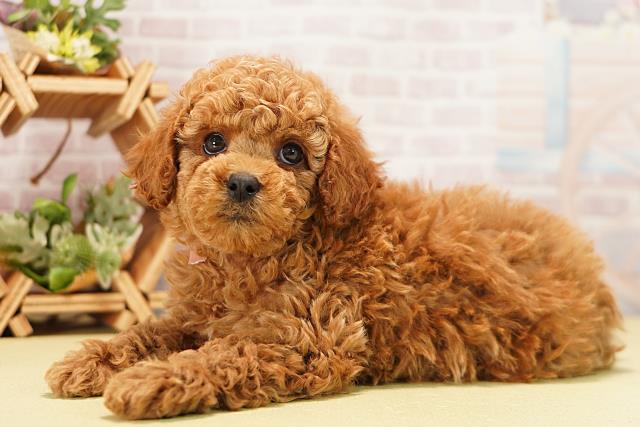 愛知県のトイプードル(トイ) (Coo&RIKU豊田店/2025年11月8日生まれ/女の子/レッド)の子犬の3枚目の画像