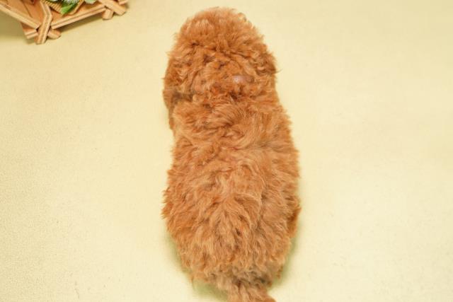 愛知県のトイプードル(トイ) (Coo&RIKU豊田店/2025年11月8日生まれ/女の子/レッド)の子犬の4枚目の画像
