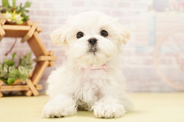 愛知県のハーフ犬・ミックス犬 (Coo&RIKU岡崎店/2025年11月7日生まれ/女の子/ホワイト)の子犬の1枚目の画像