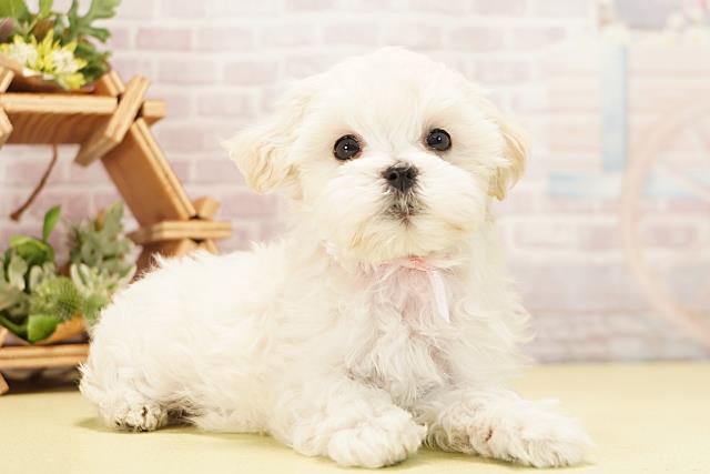 愛知県のハーフ犬・ミックス犬 (Coo&RIKU岡崎店/2025年11月7日生まれ/女の子/ホワイト)の子犬の2枚目の画像