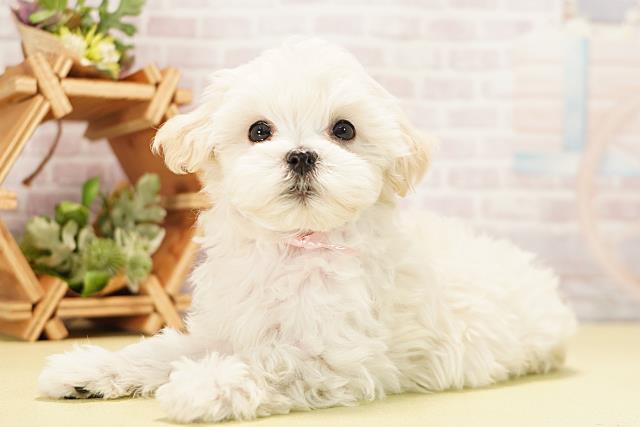 愛知県のハーフ犬・ミックス犬 (Coo&RIKU岡崎店/2025年11月7日生まれ/女の子/ホワイト)の子犬の3枚目の画像