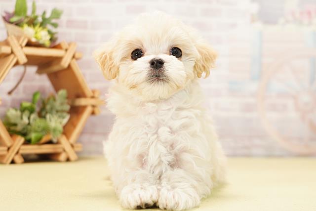 愛知県のハーフ犬・ミックス犬 (Coo&RIKU豊橋店/2025年11月7日生まれ/女の子/ホワイト)の子犬の1枚目の画像