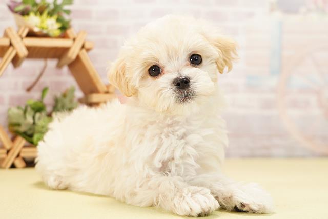 愛知県のハーフ犬・ミックス犬 (Coo&RIKU豊橋店/2025年11月7日生まれ/女の子/ホワイト)の子犬の2枚目の画像