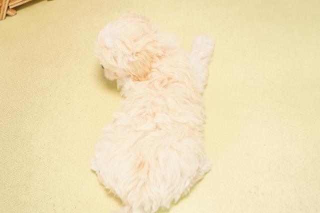 愛知県のハーフ犬・ミックス犬 (Coo&RIKU豊橋店/2025年11月7日生まれ/女の子/ホワイト)の子犬の4枚目の画像