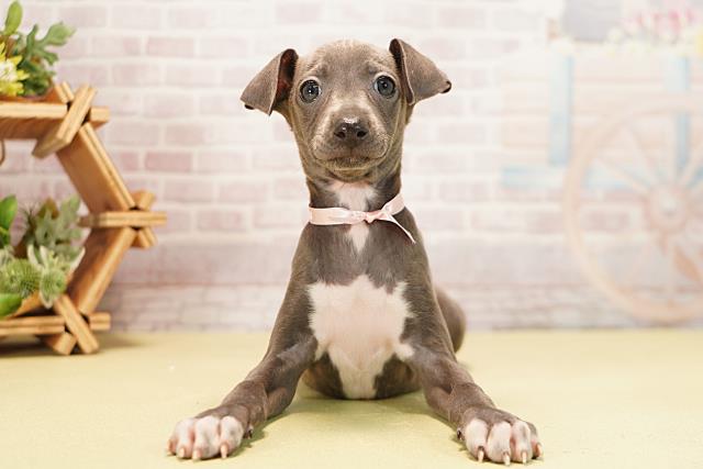 愛知県のイタリアングレーハウンド (Coo&RIKU岡崎店/2025年11月8日生まれ/女の子/ブルーホワイト)の子犬