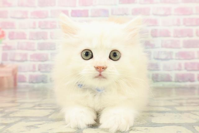 東京都のラガマフィン (Coo&RIKU広尾店/2025年11月6日生まれ/男の子/クリームタビー)の子猫の1枚目の画像