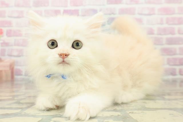 東京都のラガマフィン (Coo&RIKU広尾店/2025年11月6日生まれ/男の子/クリームタビー)の子猫の2枚目の画像