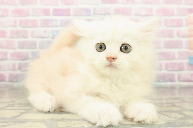 東京都のラガマフィン (Coo&RIKU広尾店/2025年11月6日生まれ/男の子/クリームタビー)の子猫の3枚目の画像