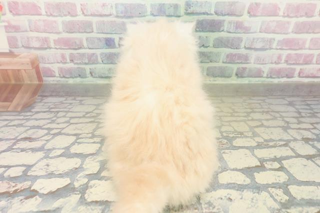 東京都のラガマフィン (Coo&RIKU広尾店/2025年11月6日生まれ/男の子/クリームタビー)の子猫の4枚目の画像